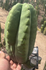 💎👑💎🌶️ Ferah — Massive 10” Melon!