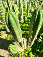 *👑🌶️ Torres & Torres — 12” Tips (Restocked — 4)