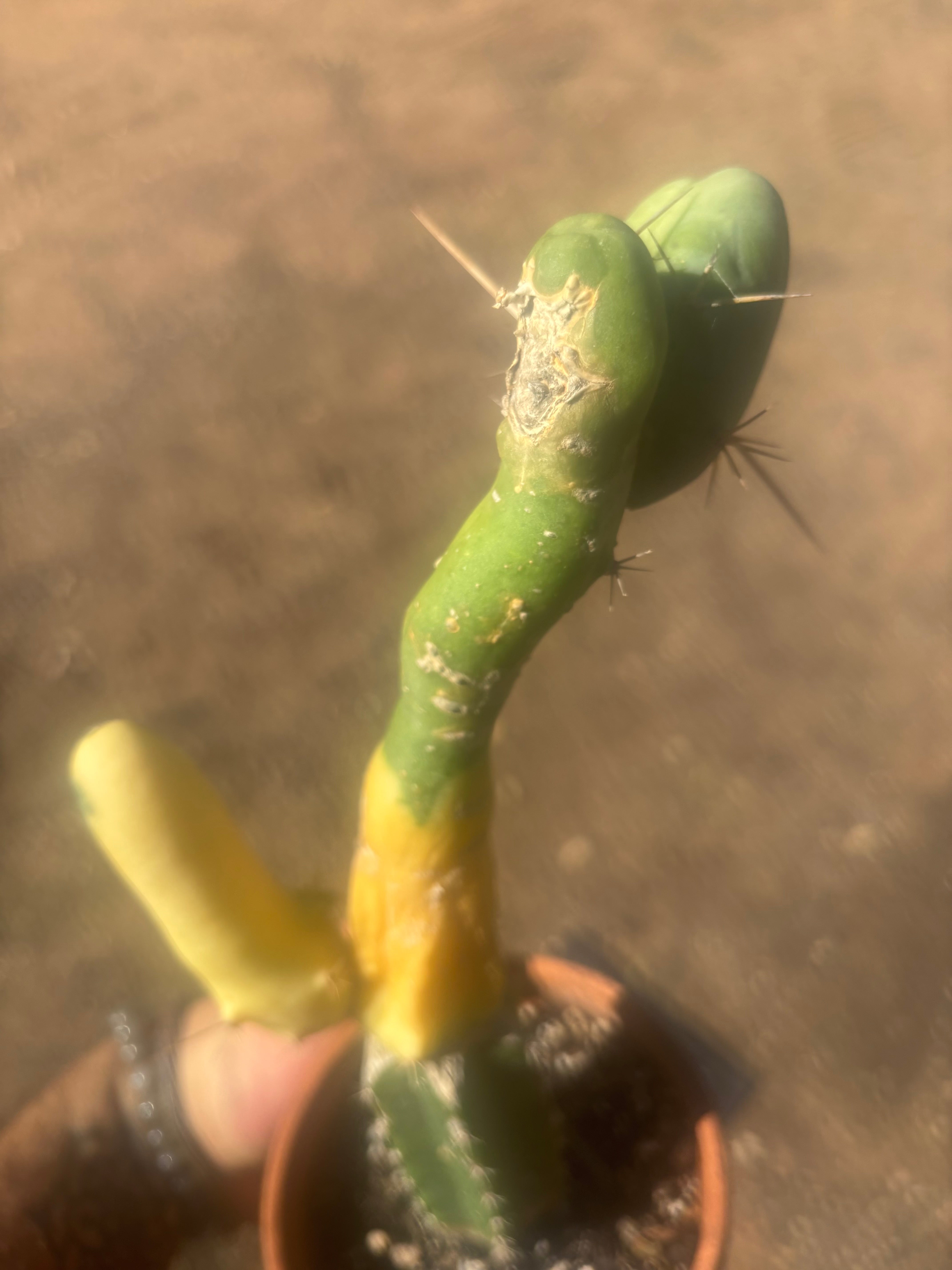💎👑💎🌶️🌶️ TBM-b Variegated— Long Established Graft on Rooted Stock