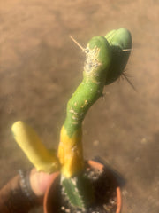 💎👑💎🌶️🌶️ TBM-b Variegated— Long Established Graft on Rooted Stock