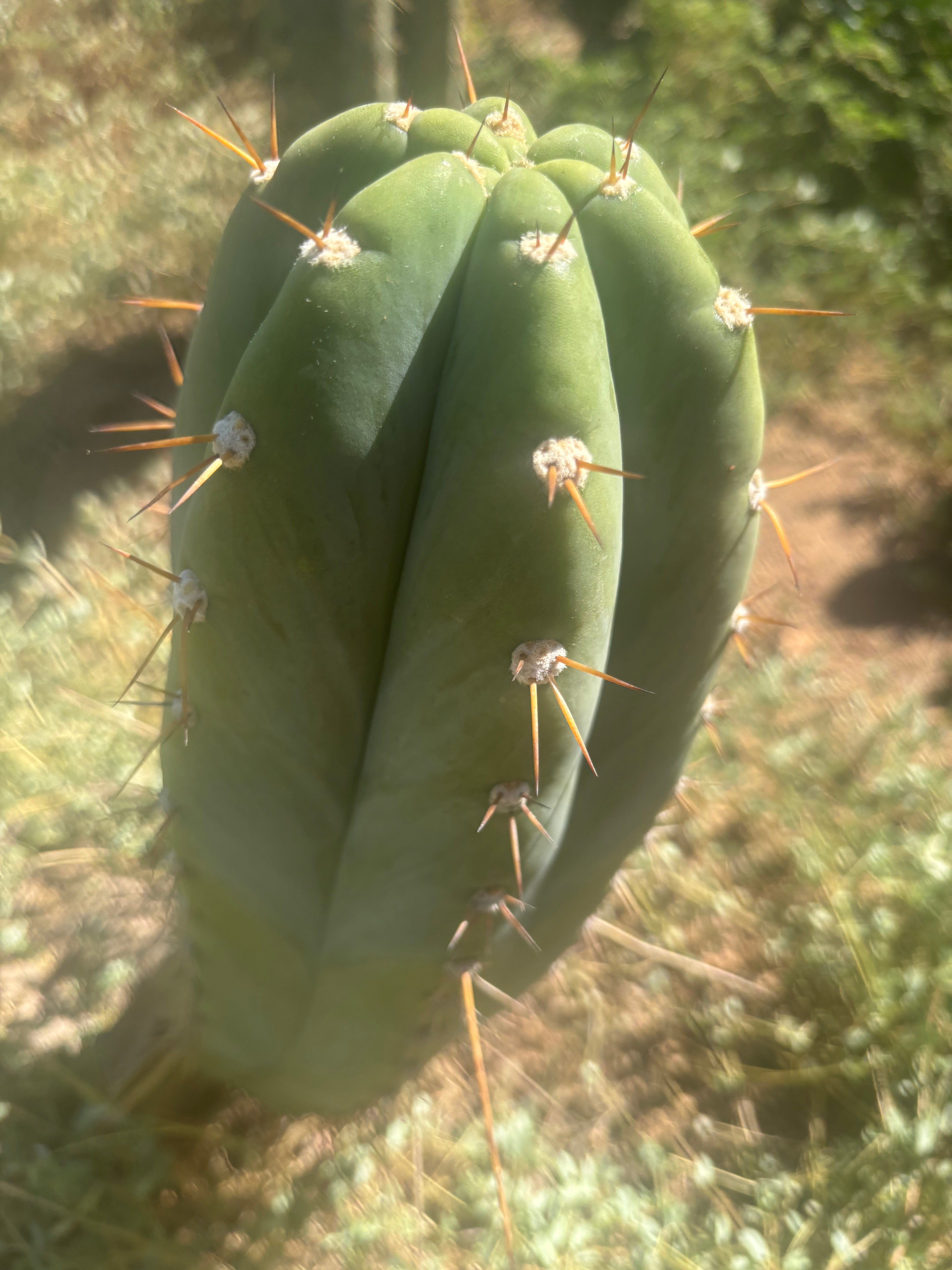 💎👑🌶️ CGG Again — *FAT* 14” Melon