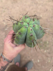 💎🌶️ NOM — XL 14” Tip