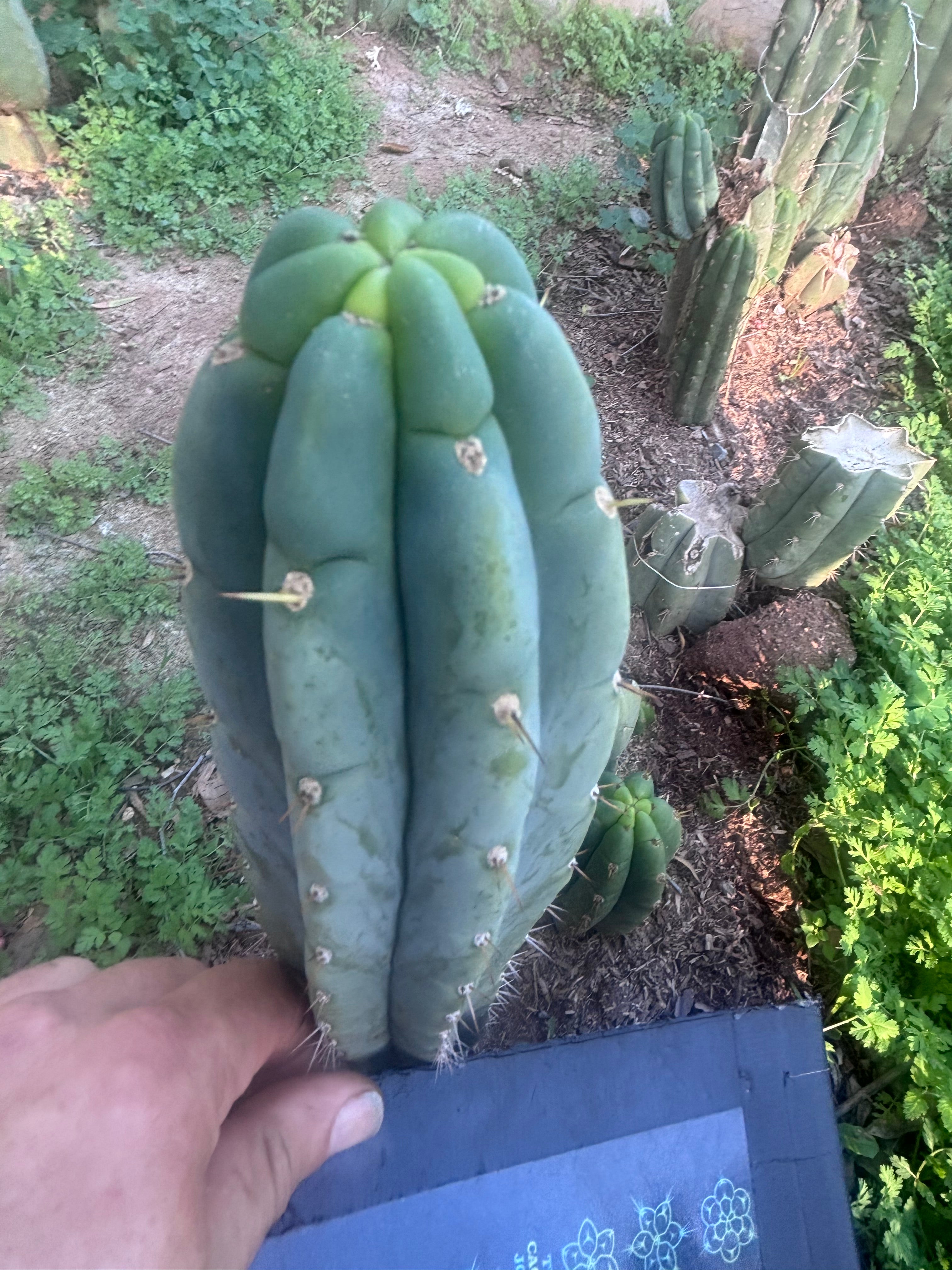 💎👑🌶️🌶️ Austy’s Bomb — 9” Tip