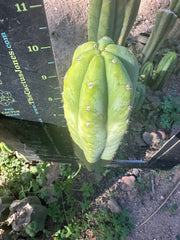👑🌶️🌶️ Ogun — 10” Tip