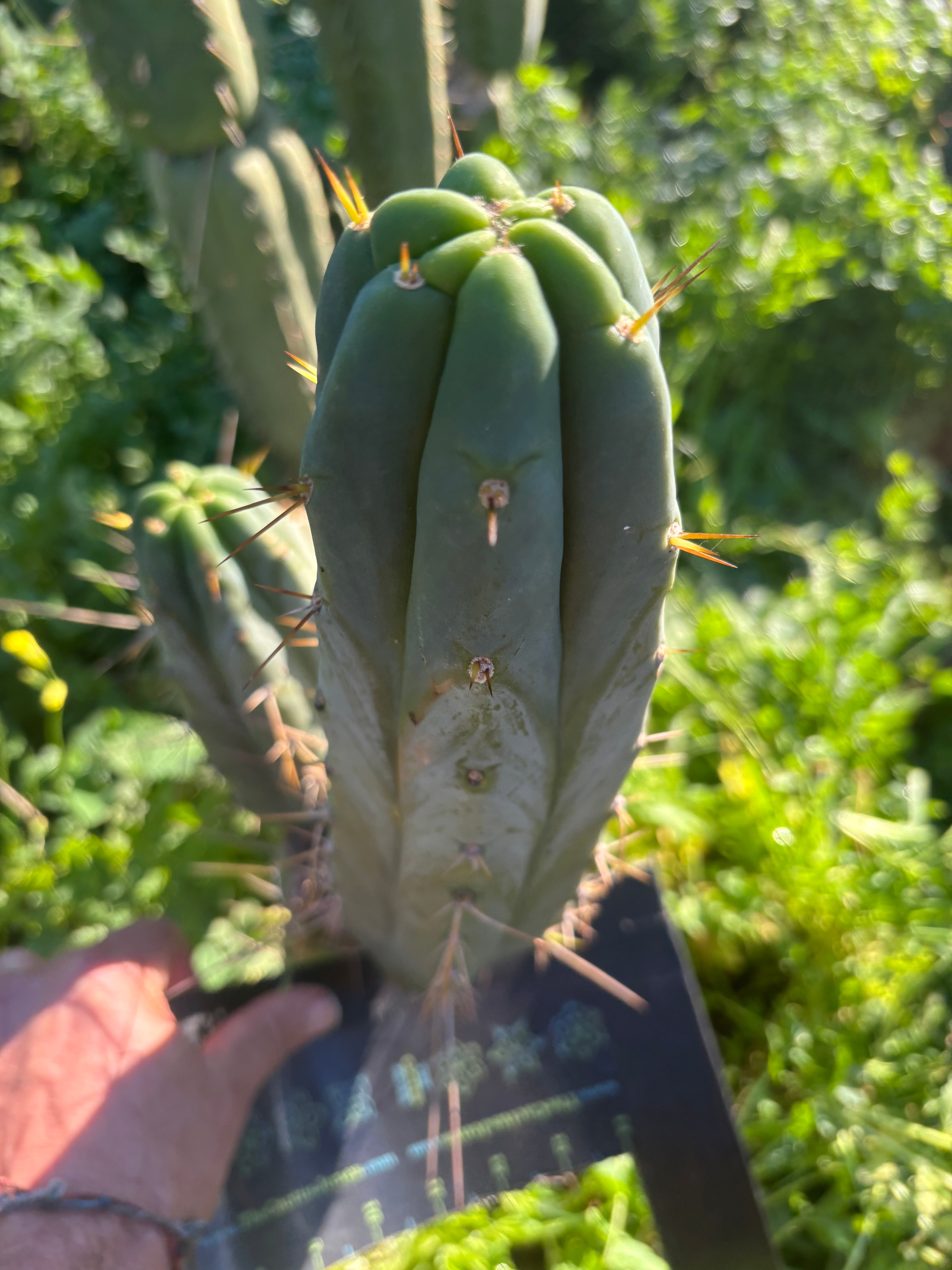 👑🌶️ S.S. Achuma — 12” Pup