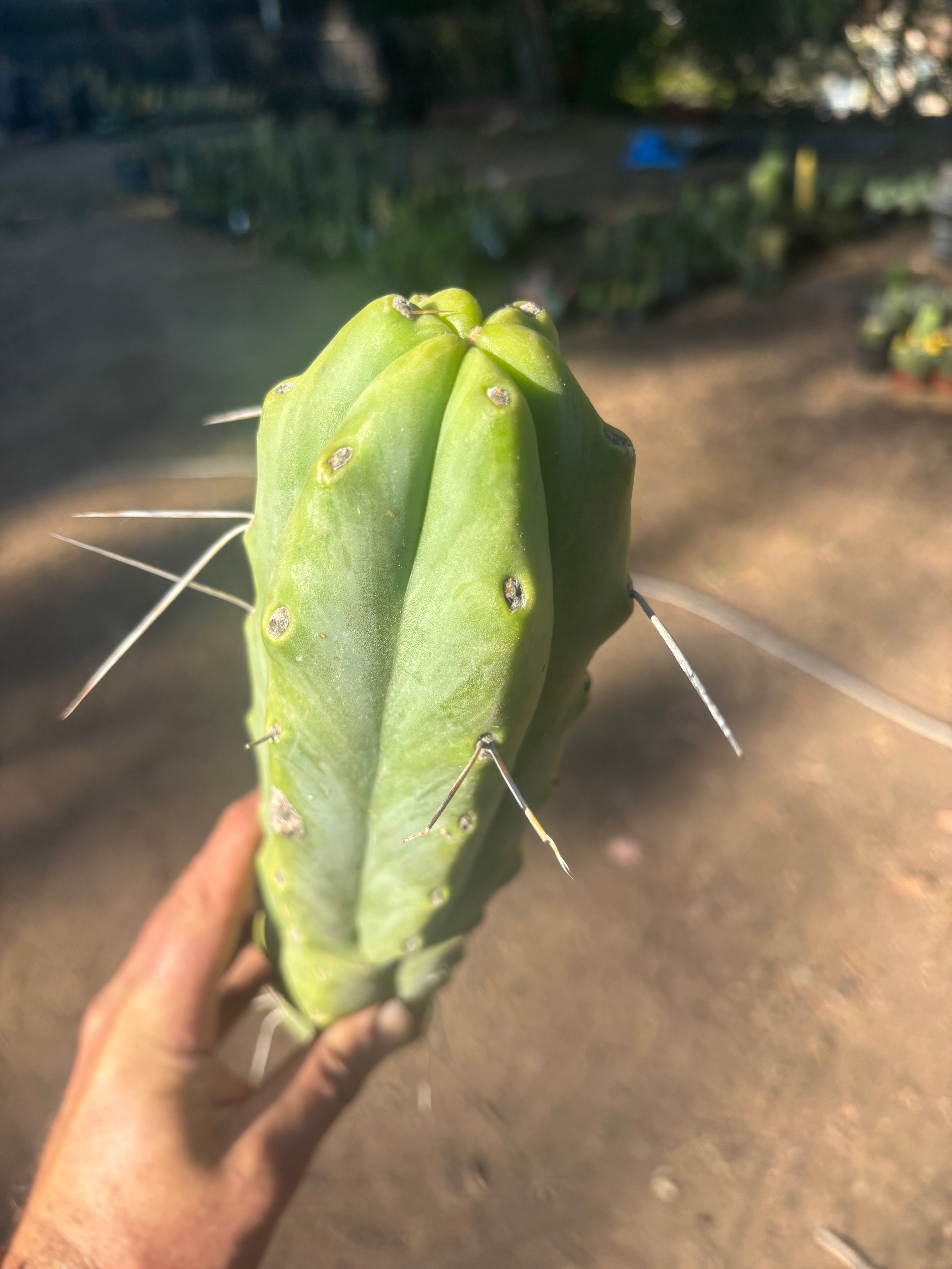 👑🌶️🌶️  Jiimz Twin Spine — XL Mature 15” Tips (Restocked)