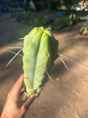 👑🌶️🌶️  Jiimz Twin Spine — XL Mature 15” Tips (Restocked)