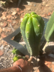 👑🌶️🌶️ Landfill — XL 14” Pup