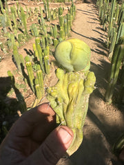👑💎🌶️🌶️ TBMC — Small 6” Cutting