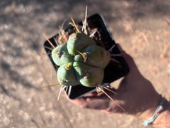 👑🌶️  Jiimz Strong Spine — Rooted Tip