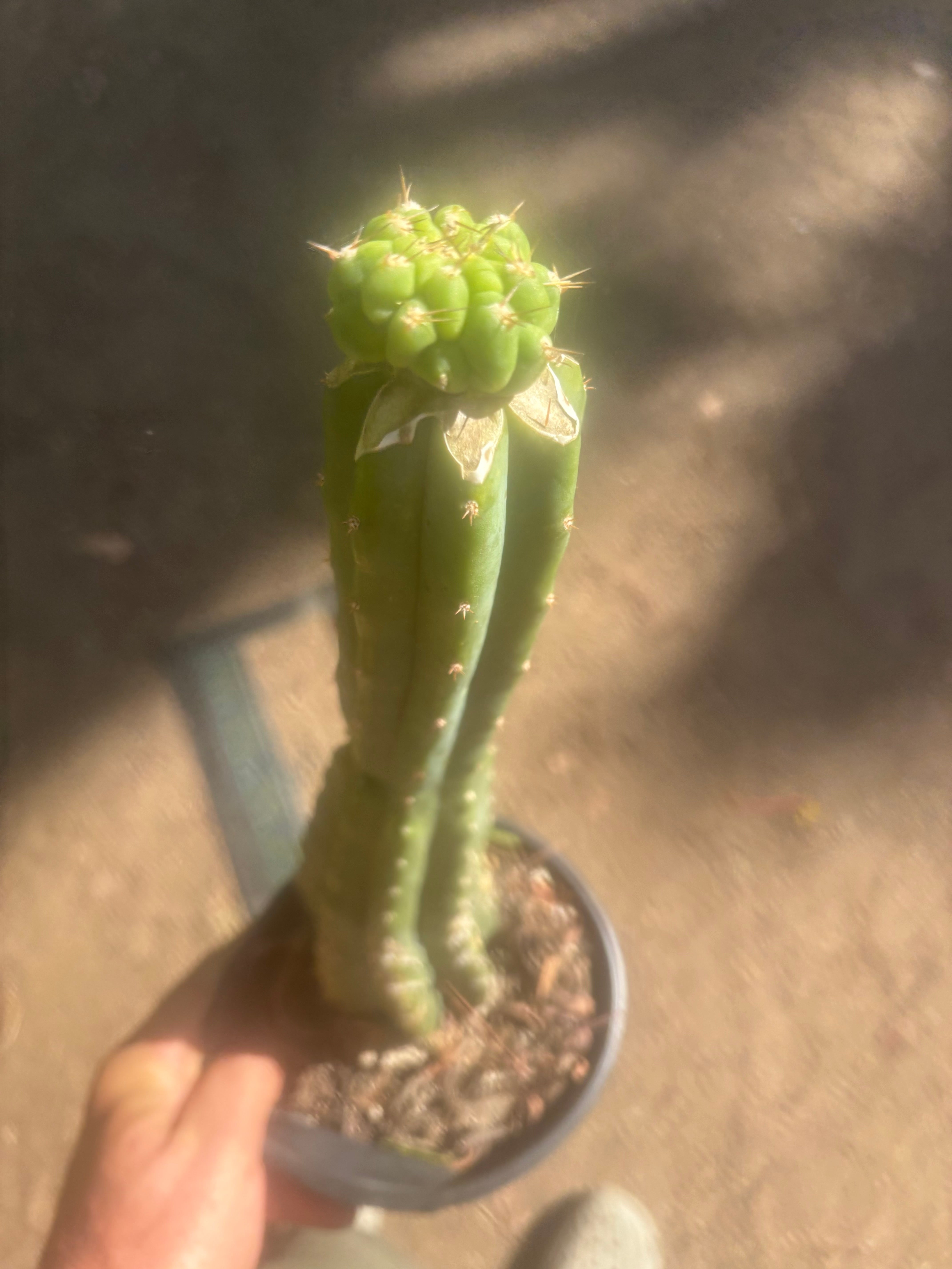 💎👑💎 Tetris — Pup Graft on Rooted 14” PC