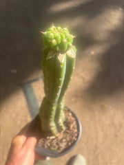 💎👑💎 Tetris — Pup Graft on Rooted 14” PC