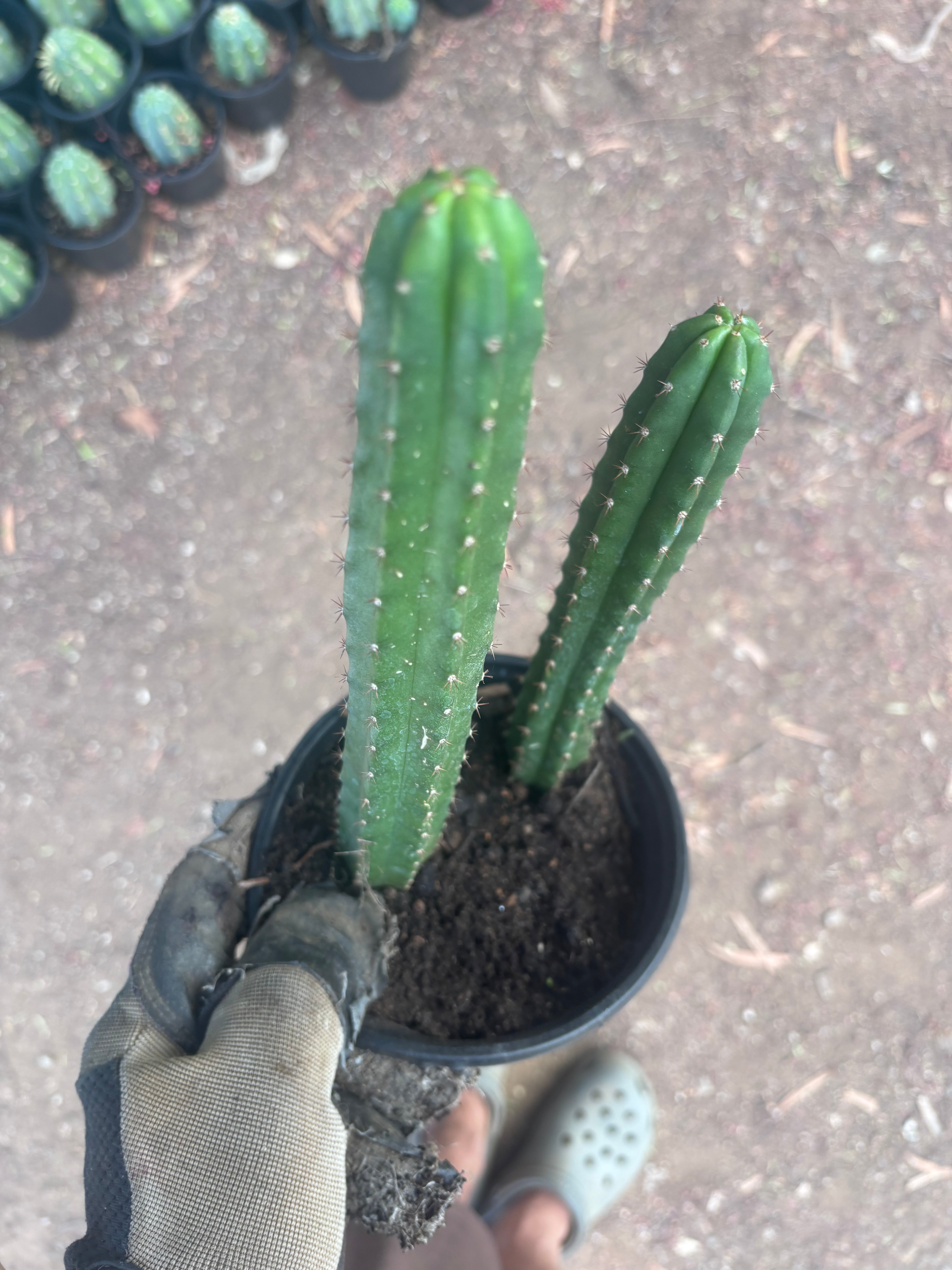 SS02 x Ogun — 2 Yearlings