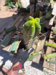 👑🌶️ TBQM  — 15” Tip