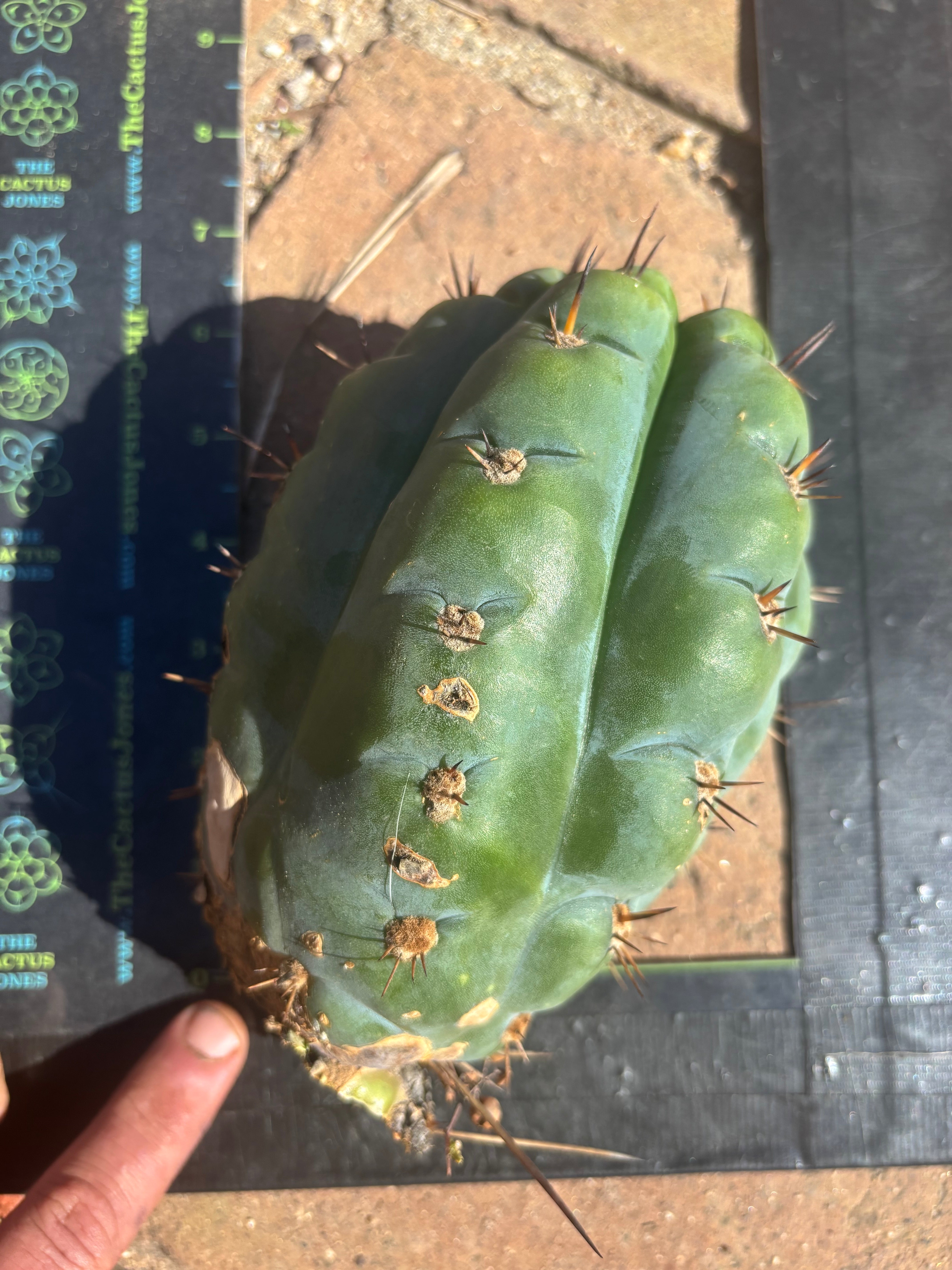 💎👑💎 Papa Smurf — Fat 8” Pup