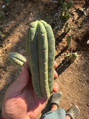 💎👑🌶️🌶️ Austy’s Bomb — 6” Pup