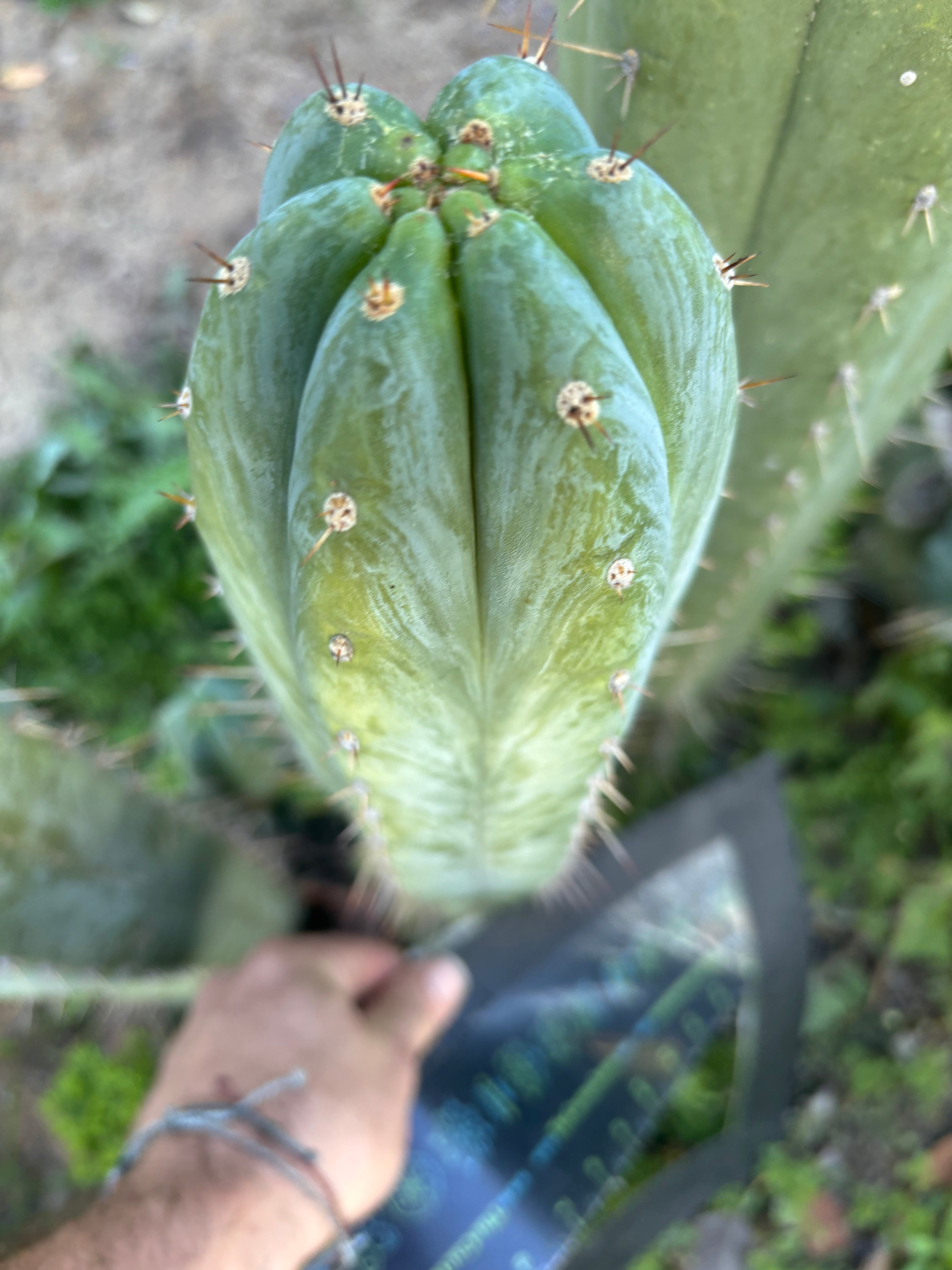 💎👑🌶️ Kimnach — XL 14” Pup