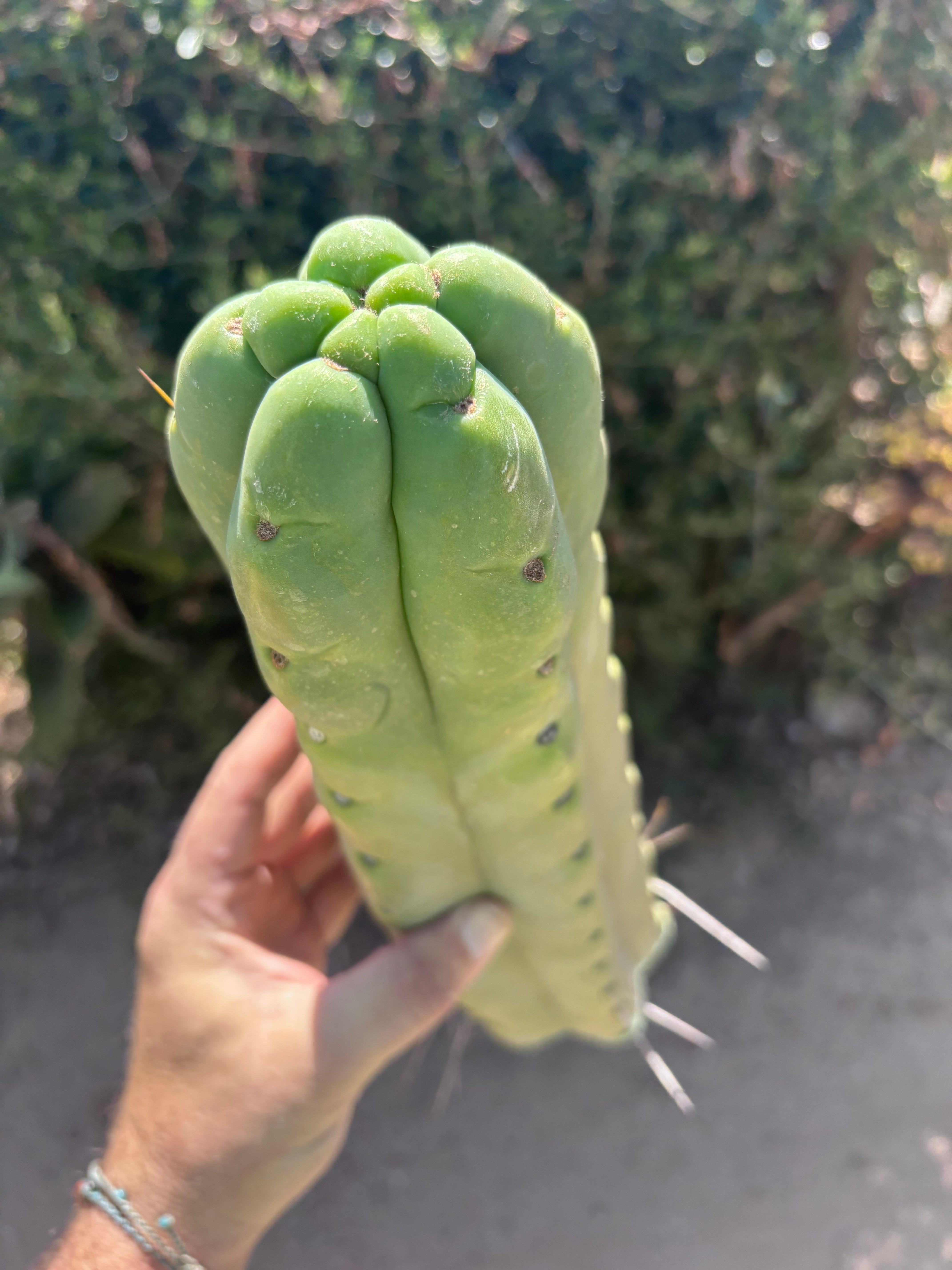👑💎🌶️🌶️ Eileen — XL 14” Mega Tip