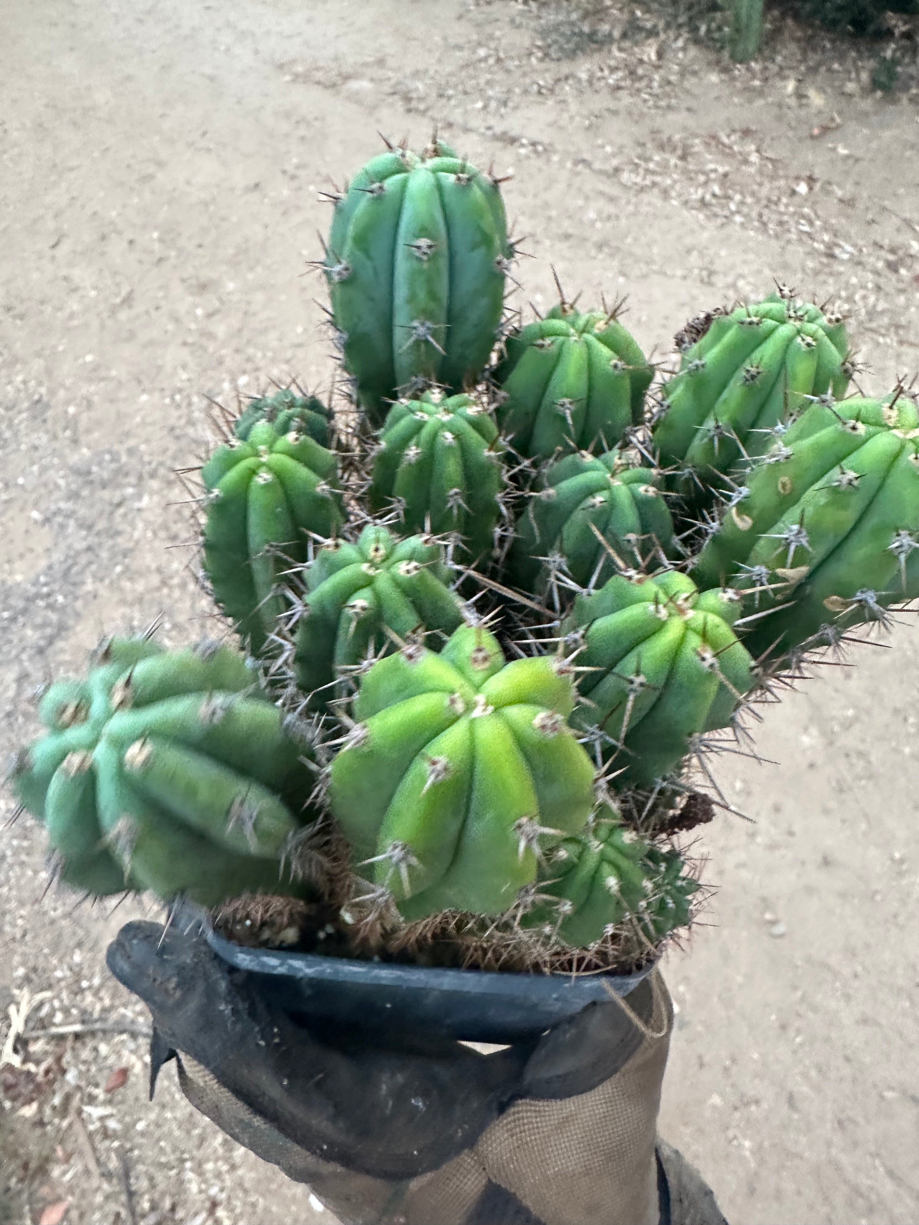 Latest Seedlings! Ventucky Blue x Fillmore