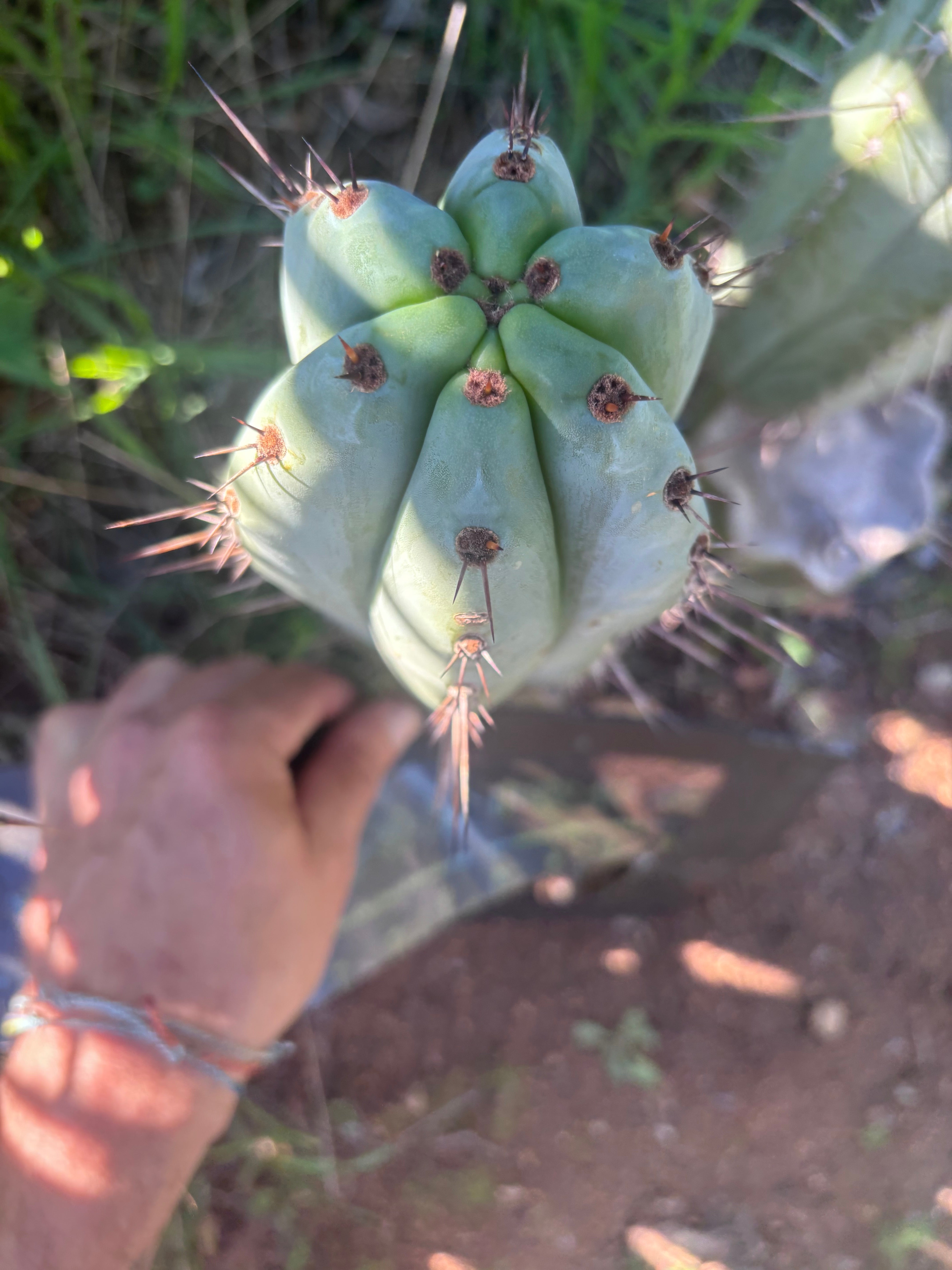 💎👑💎 Tulhuayacensis — Fat 9” Tip