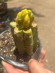 💎👑 Dr Funkenstein — Tip Graft
