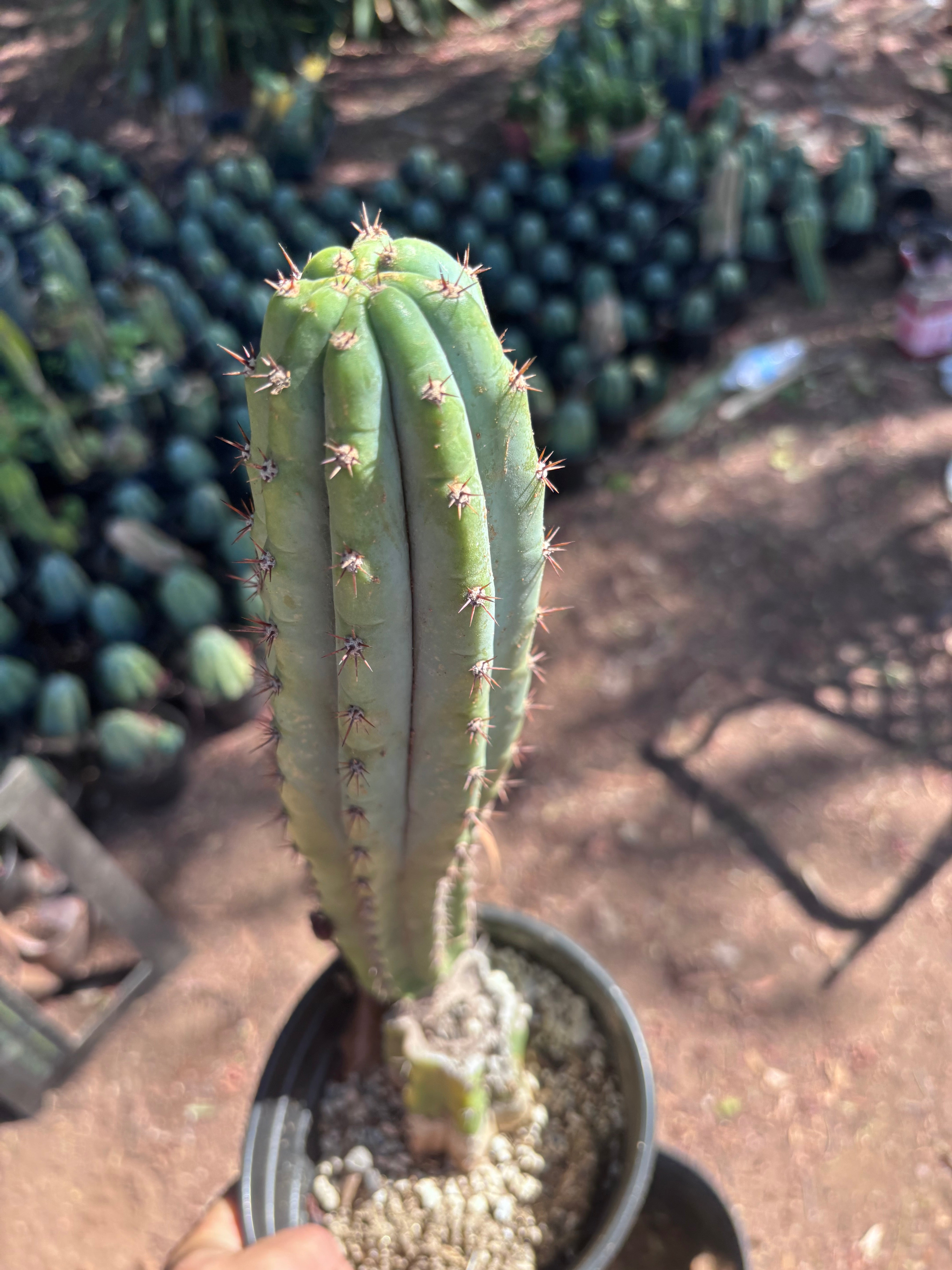 👑 Moran — Fully Rooted 15”