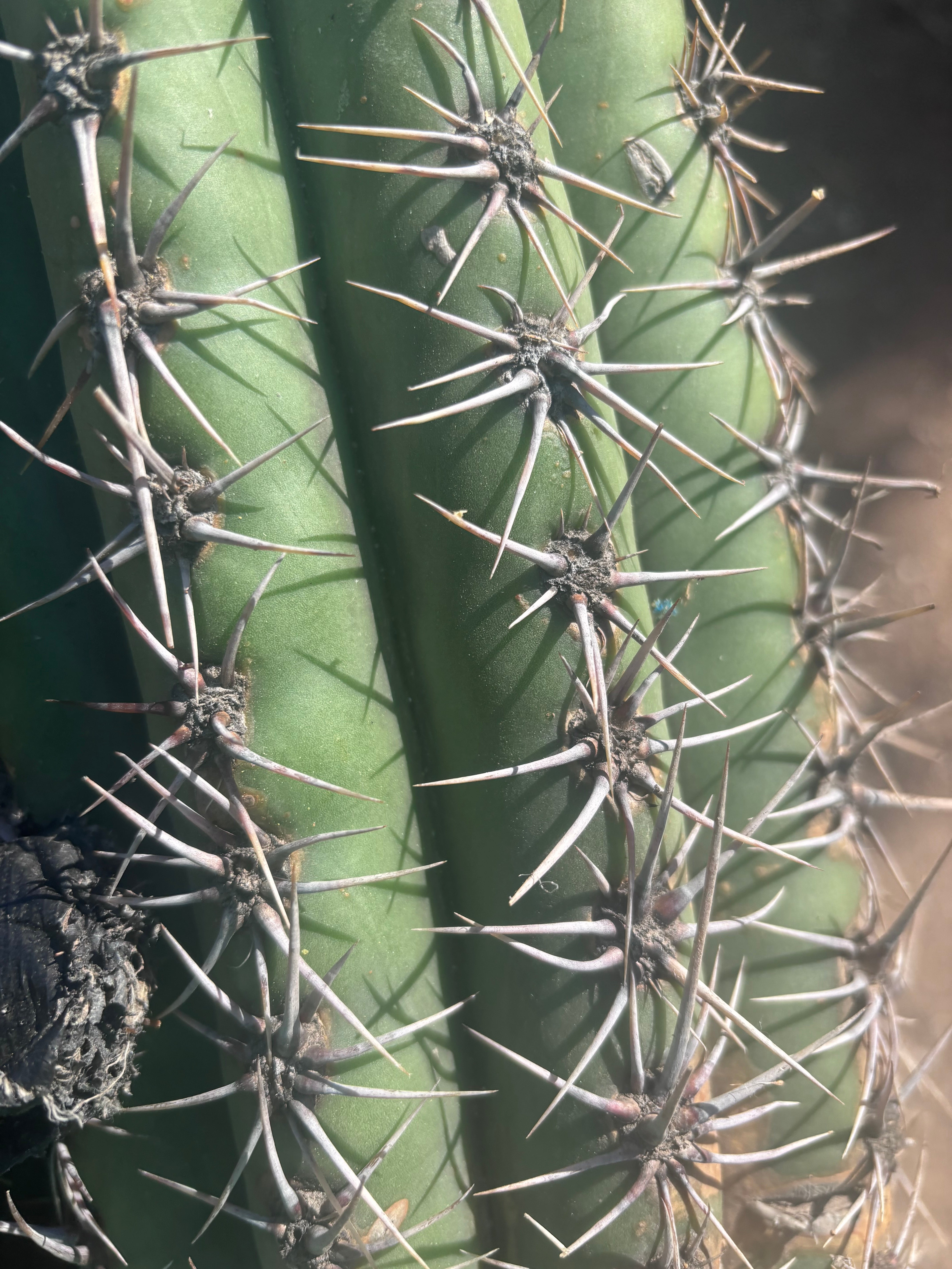 💎💎 Taquimbalensis — MASSIVE 18” Pup