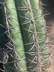 💎💎 Taquimbalensis — MASSIVE 18” Pup