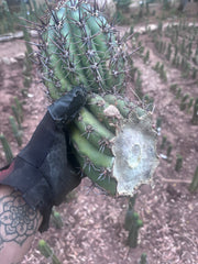 💎 Tacaquirensis — FAT 12” Tip