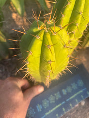 👑 The Jones Pink 🌸 — 7.5” Pup