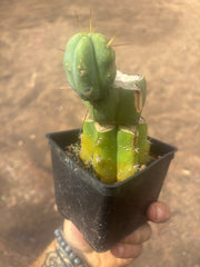 💎👑🌶️ Platform 9 3/4  — Established Puck Graft w/ Pup on Rooted PC