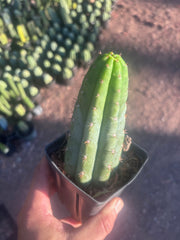 👑🌶️ Ventucky Blue — Rooted Tip