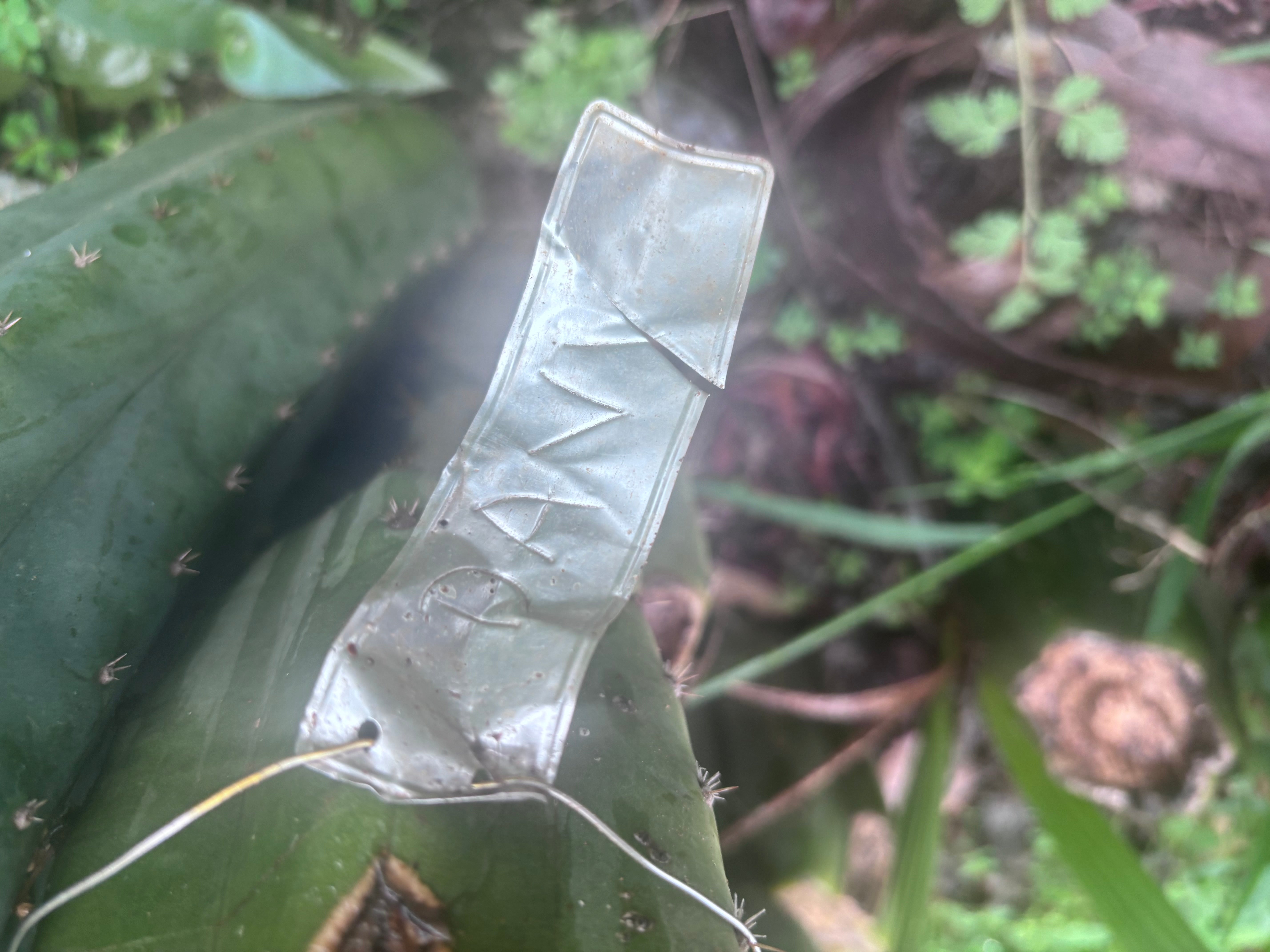 💎👑🌶️ Davy — XL 14” Tip