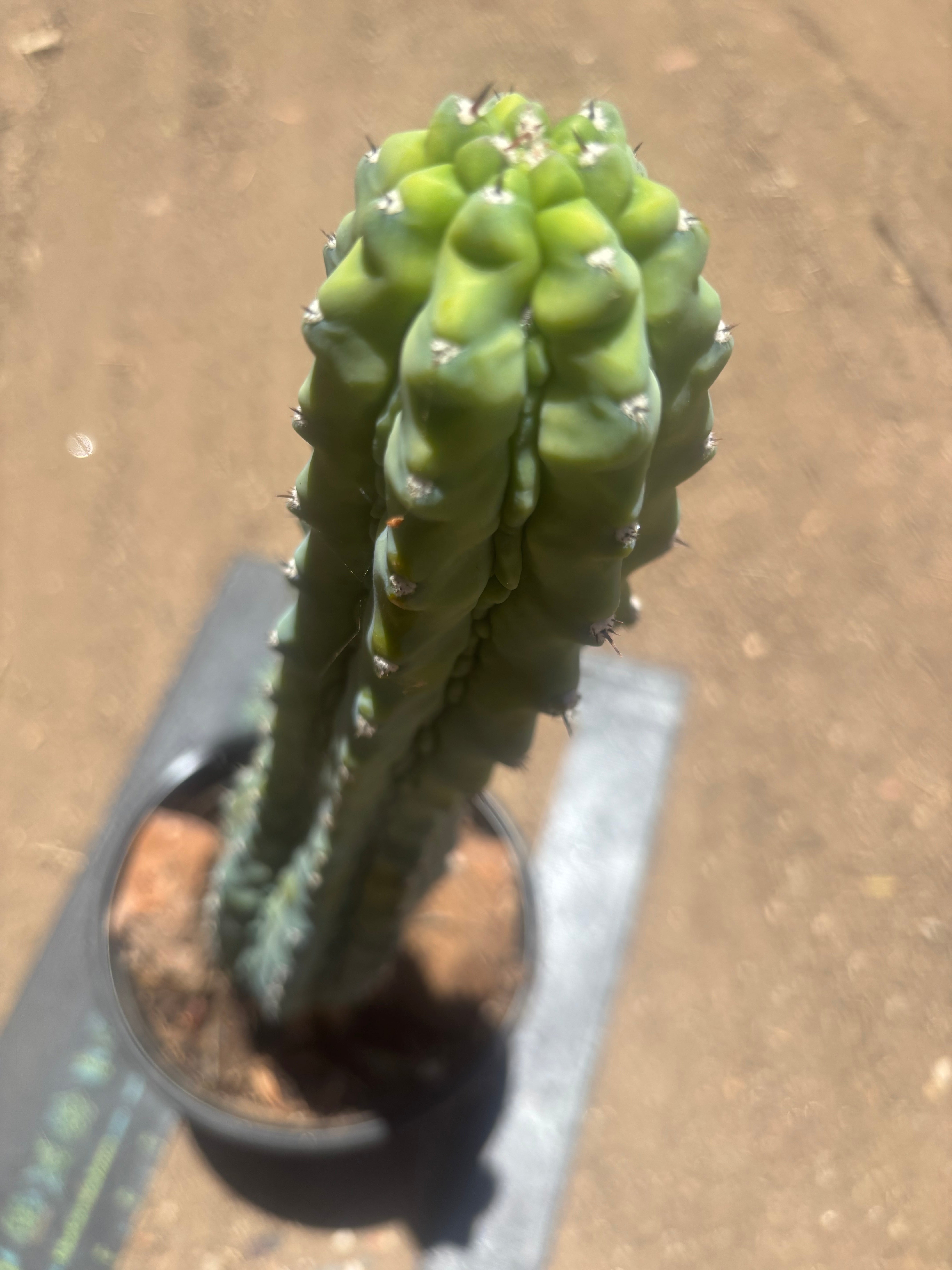 👑💎 Grecas — XL Established Tip Graft, Rooted