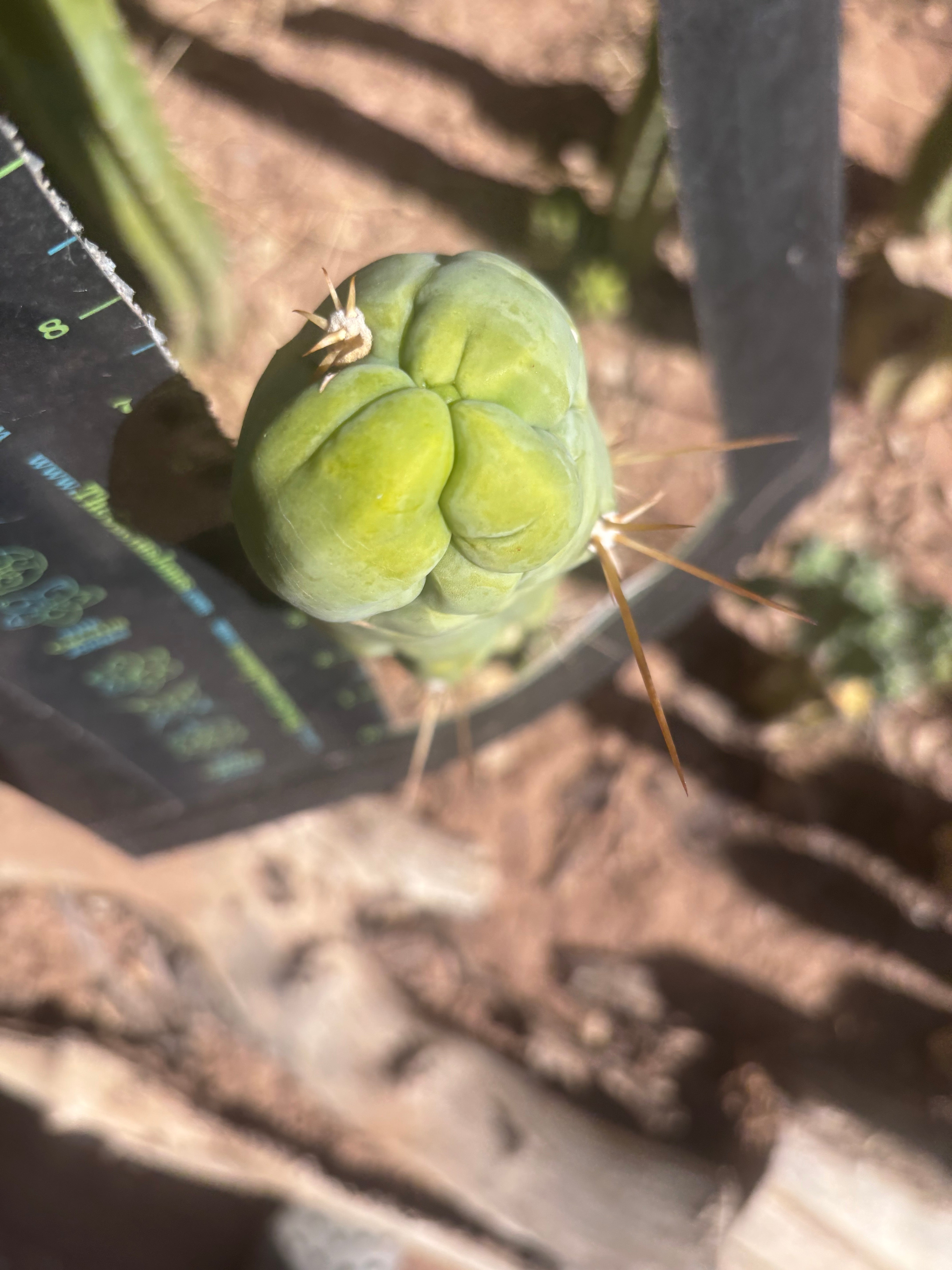 💎👑 Bruce’s Dragon — Chonky 8” Tip