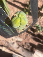 💎👑 Bruce’s Dragon — Chonky 8” Tip