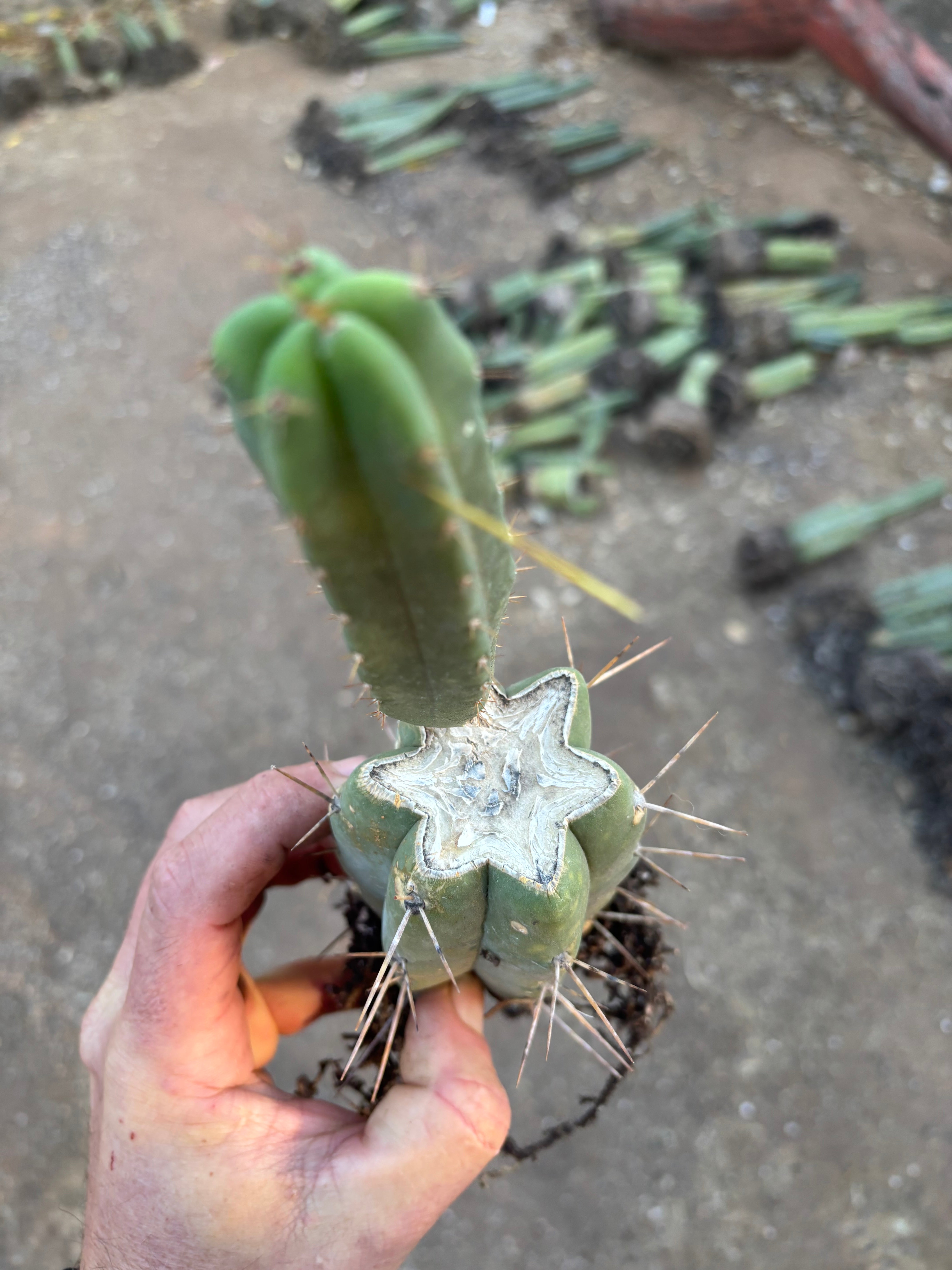 👑🌶️🌶️ SS02 — Rooted Mid w/Pup
