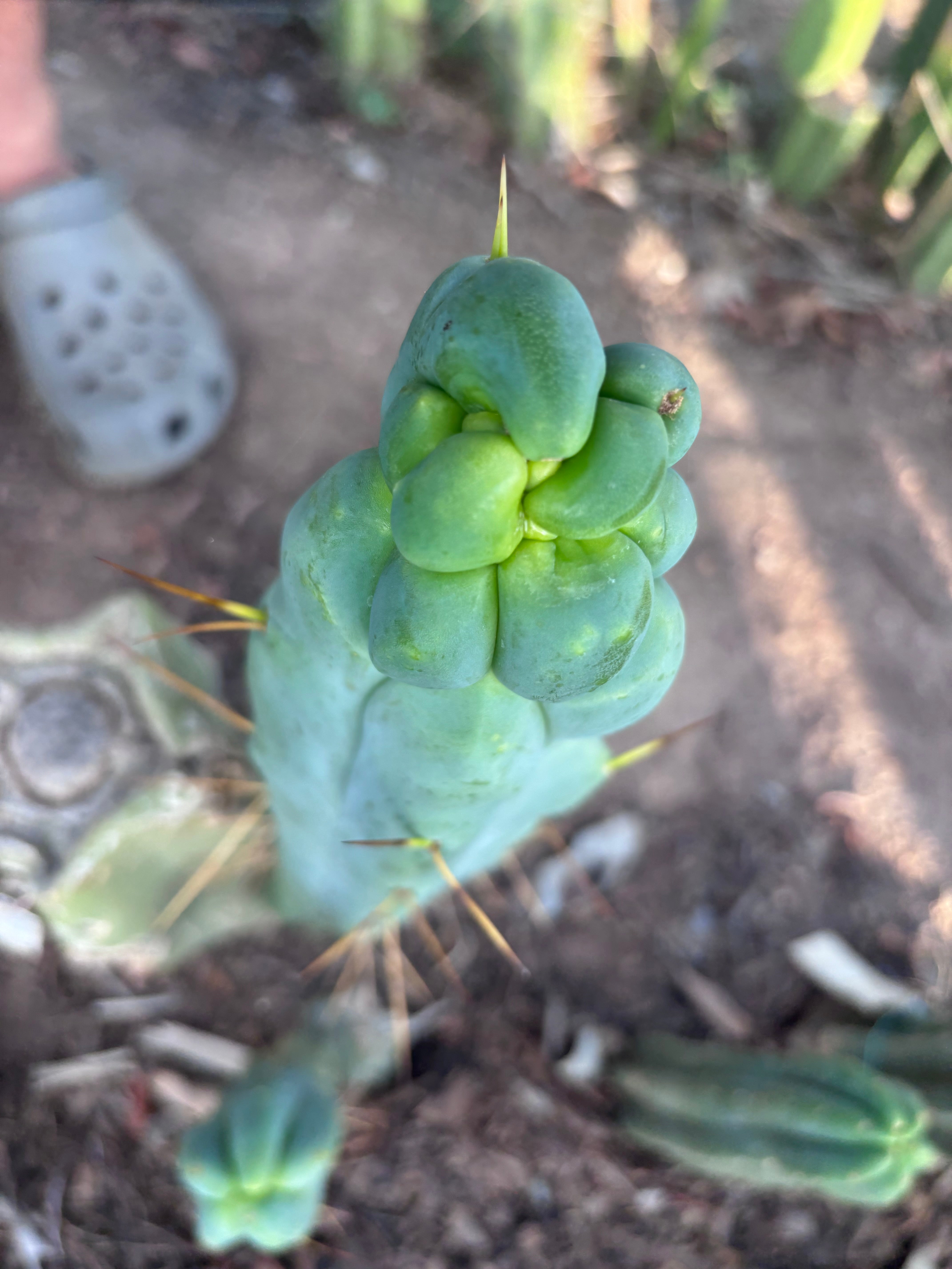 👑🌶️ Caballero — 9” Tip
