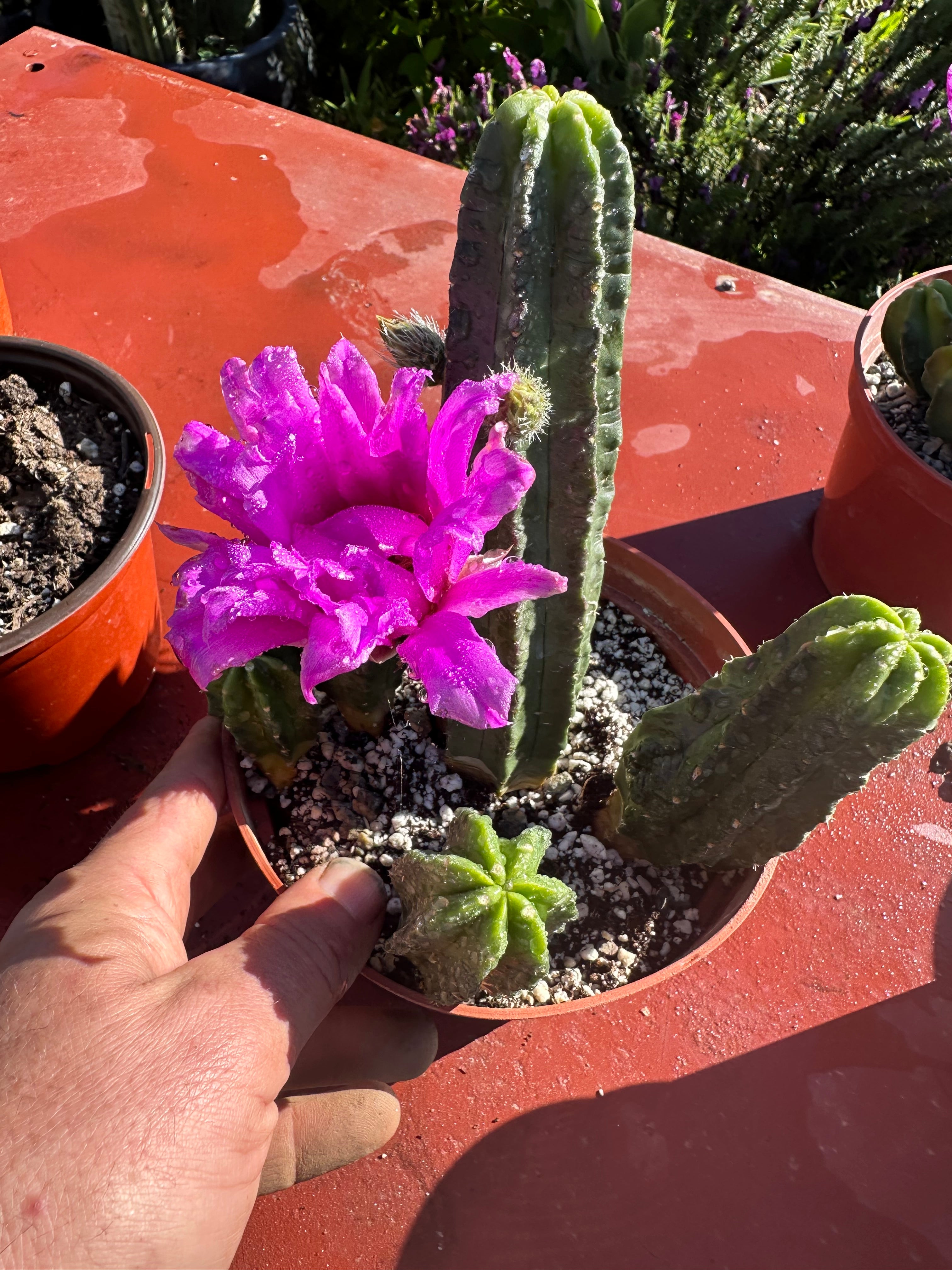Echinocereus Viereckii  Rooted (2)