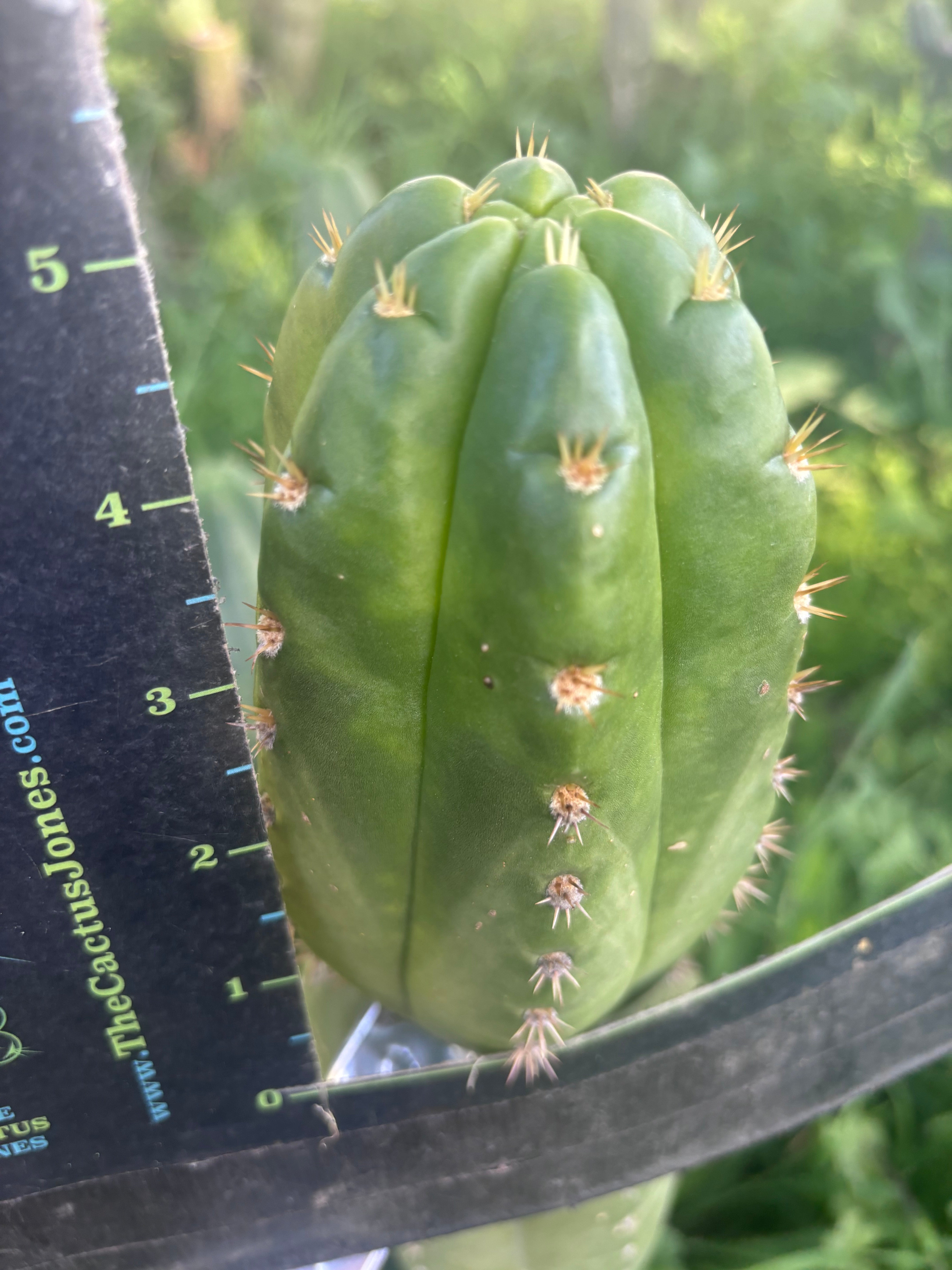 💎👑💎🌶️ CareBear — 5” Tip