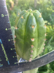 💎👑💎🌶️ CareBear — 5” Tip