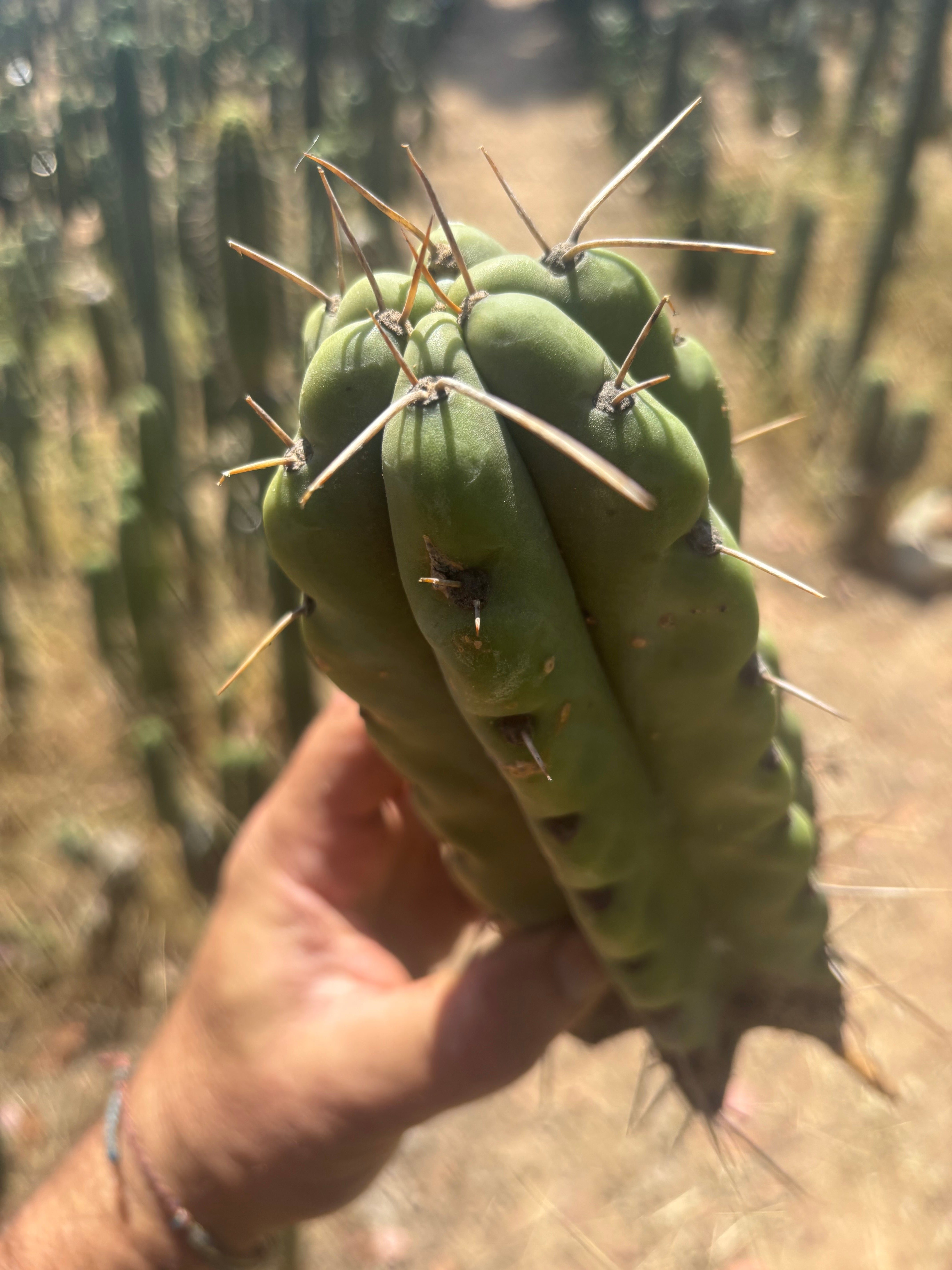 💎💎🌶️🌶️ NOM — 9” Tip, Throwing Roots