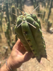 💎💎🌶️🌶️ NOM — 9” Tip, Throwing Roots