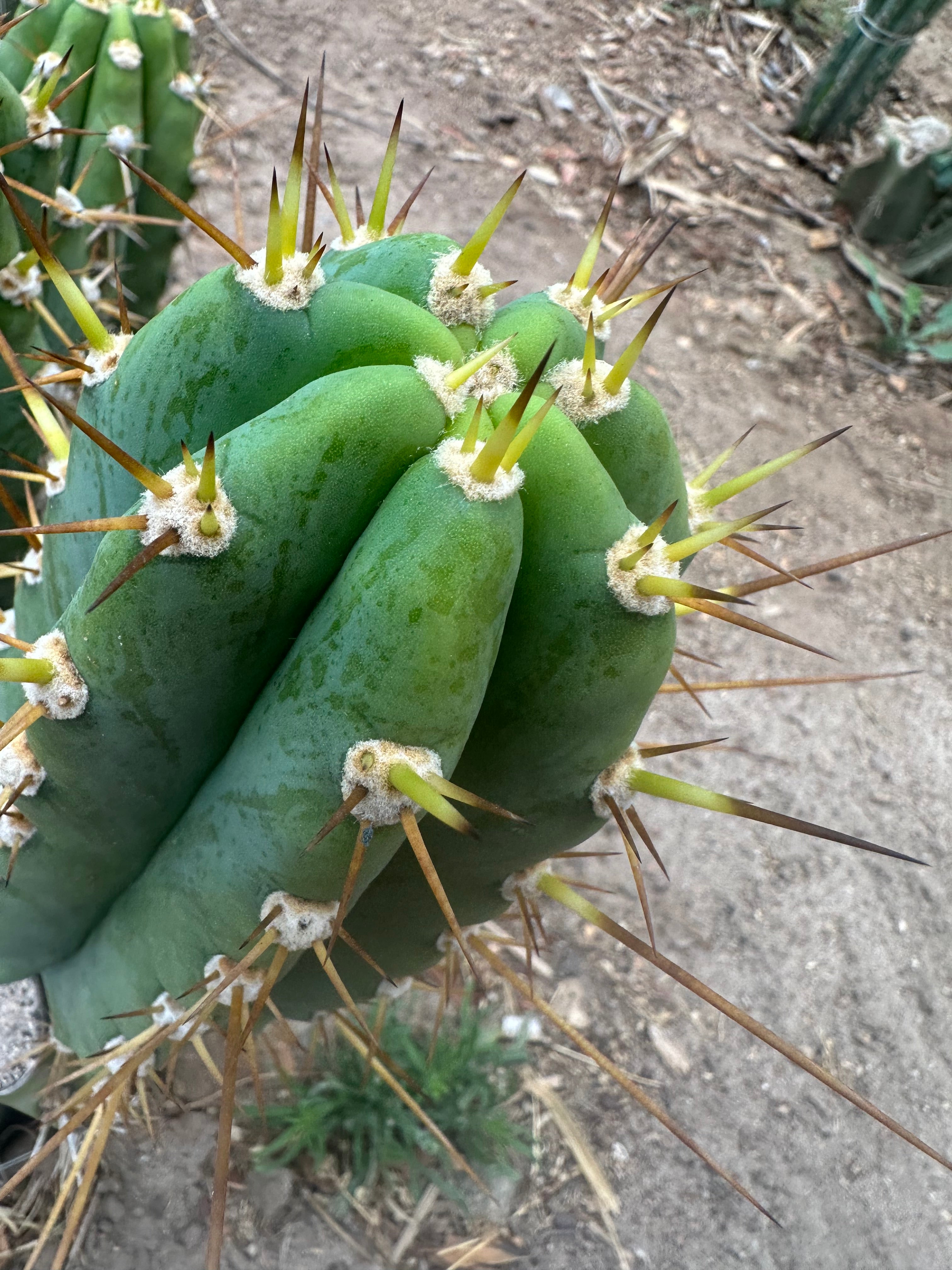 👑 KK242  — 12” Pup