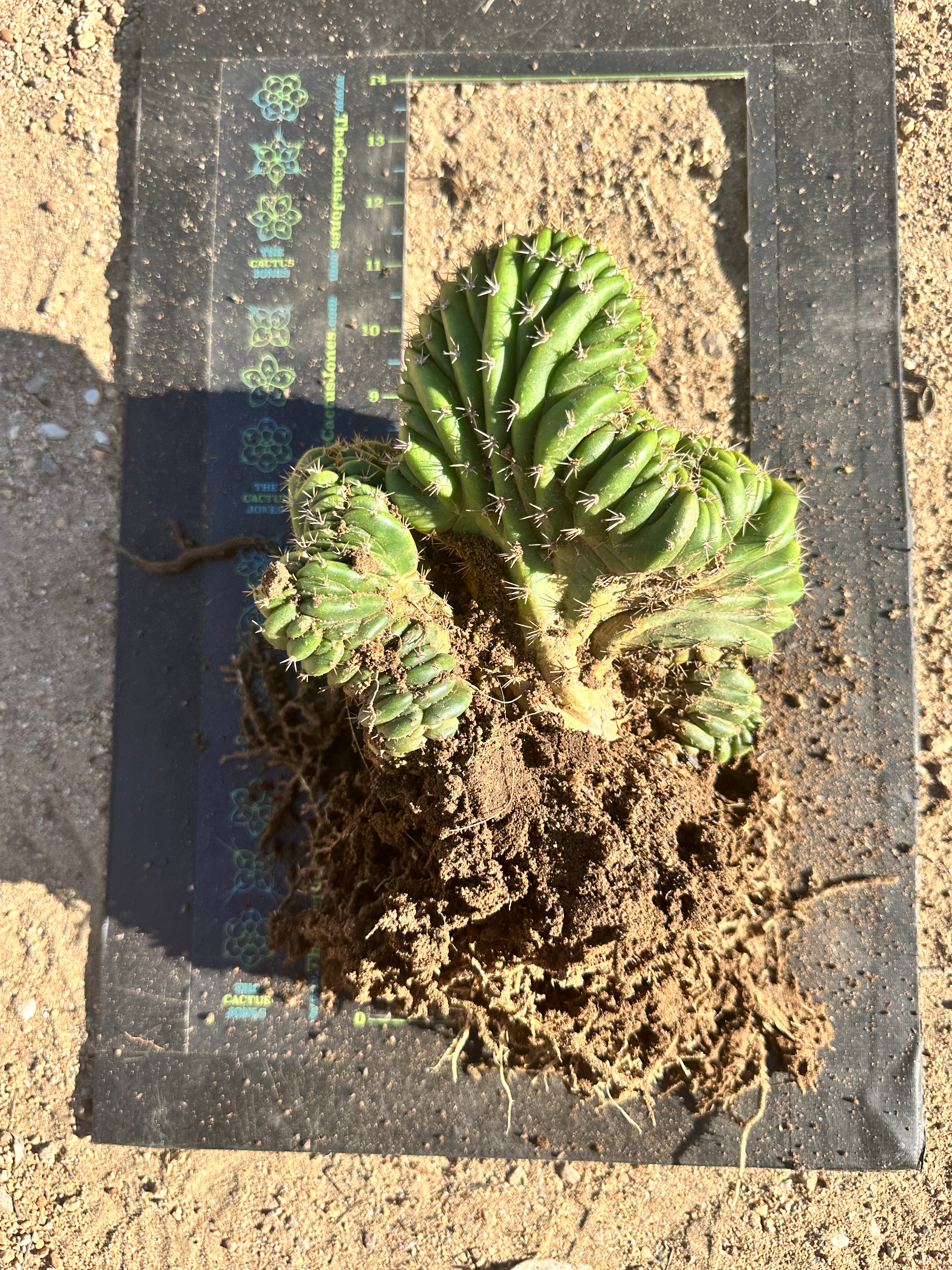 Oscar x TPM with Full Roots (specimen #1)