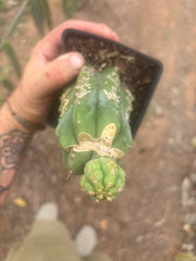 💎👑 Q-Tip — Pupping Slab Graft on Rooted PC