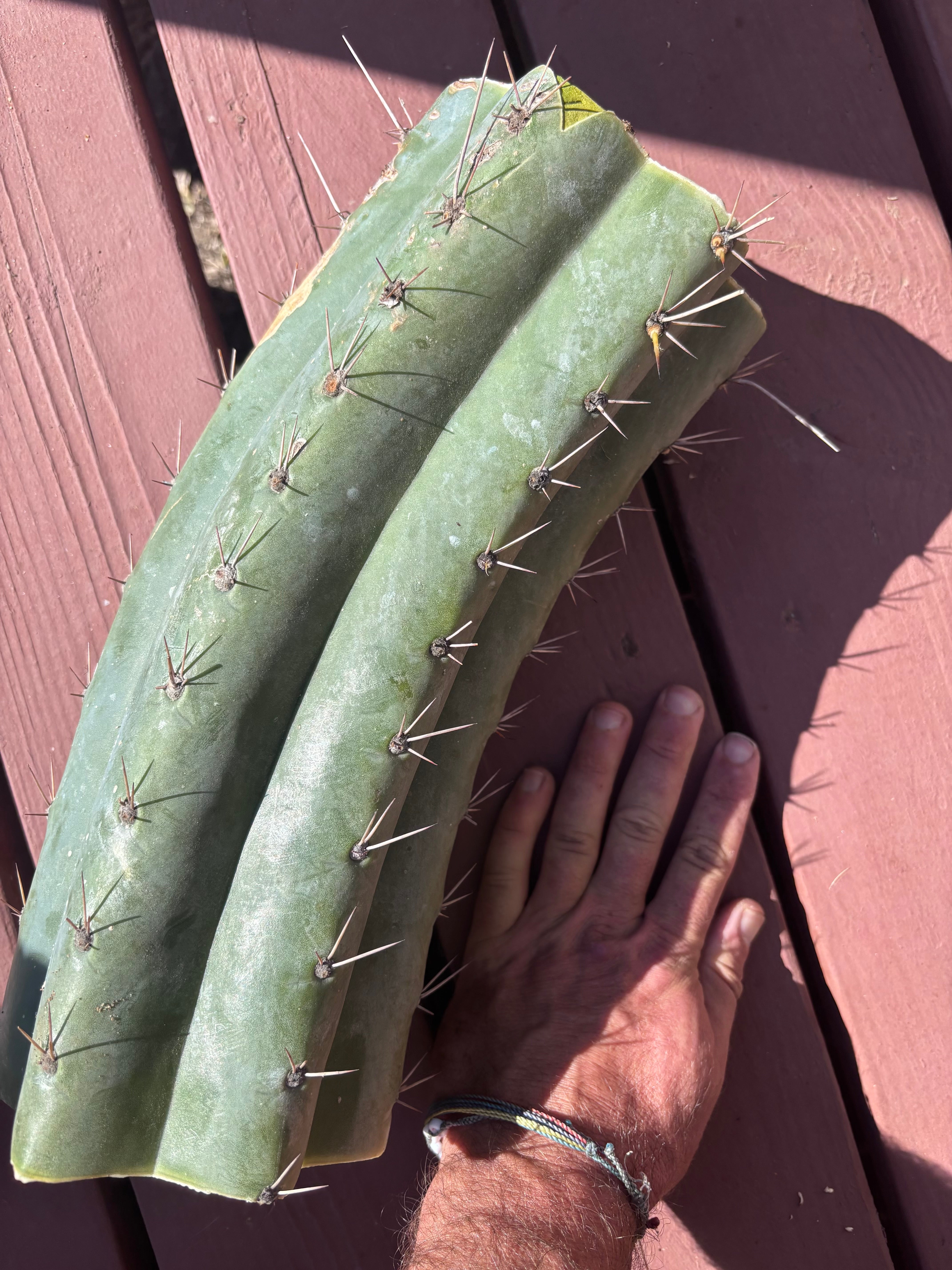 💎👑🌶️ CGG — Massive 15” Mid