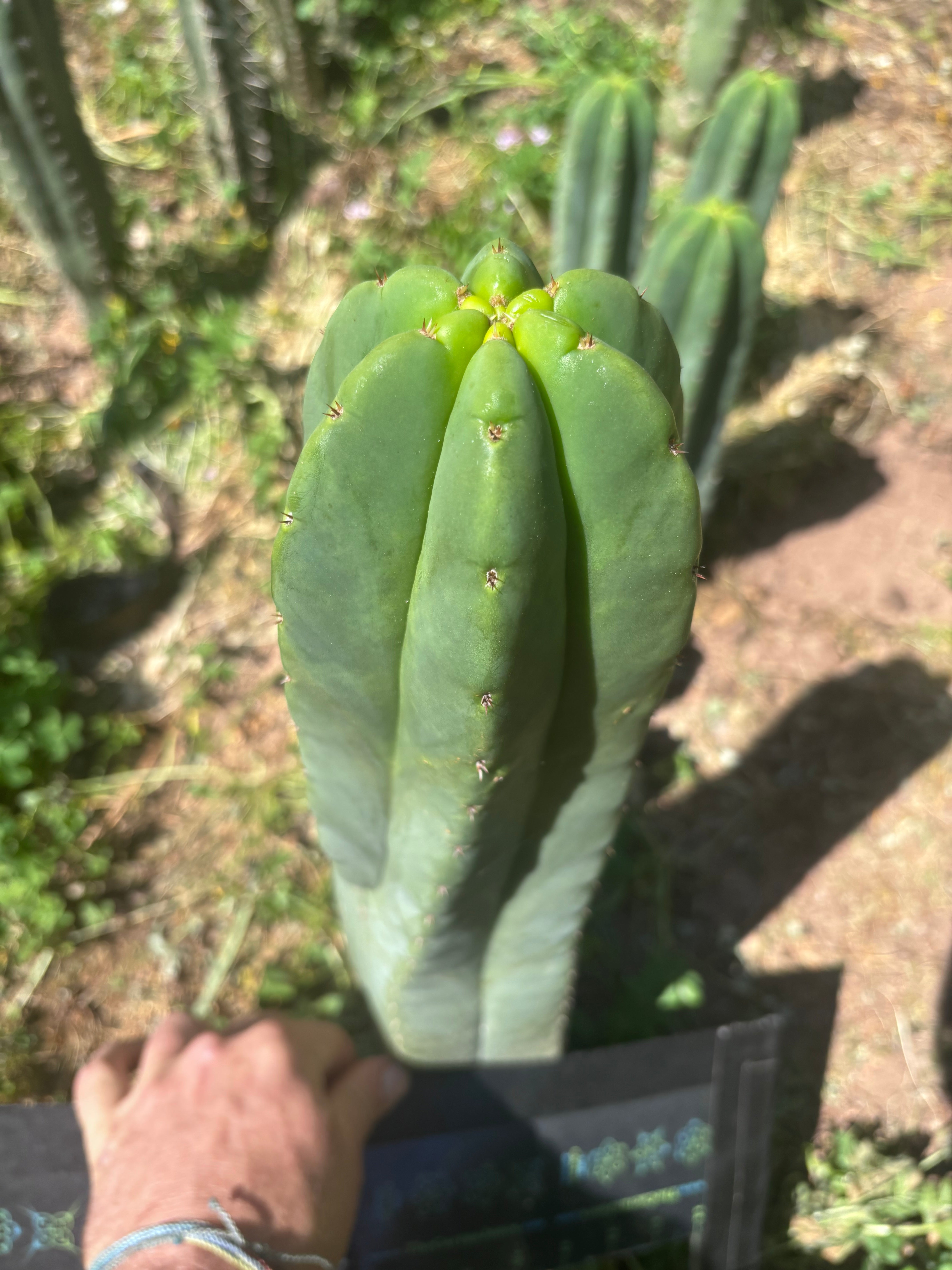 💎 Hulk x Super Pedro —  Massive 14” Tip