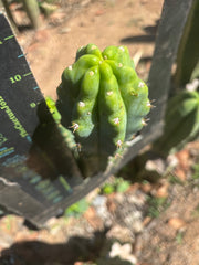 🌶️🌶️ NoidTwo — 10” Tip