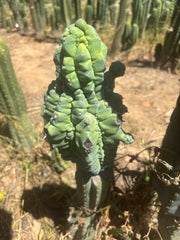 👑💎 Glorp — FAT XXL Graft